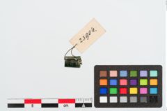 Foto von Bronzeröllchen (NHMW-PRAE-023904)
